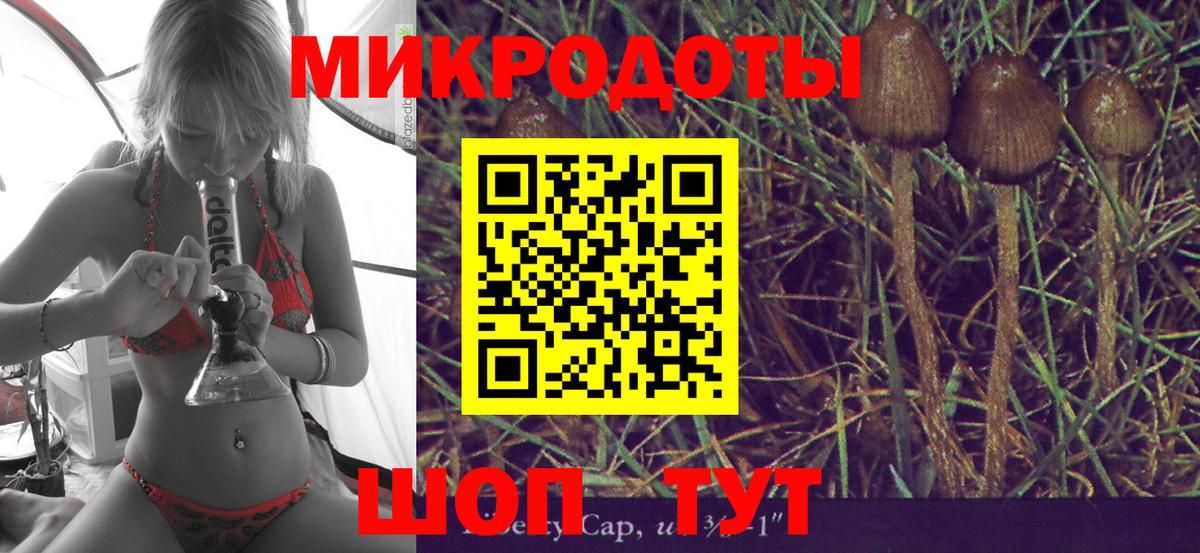 Псилоцибиновые грибы Psilocybe Кондопога